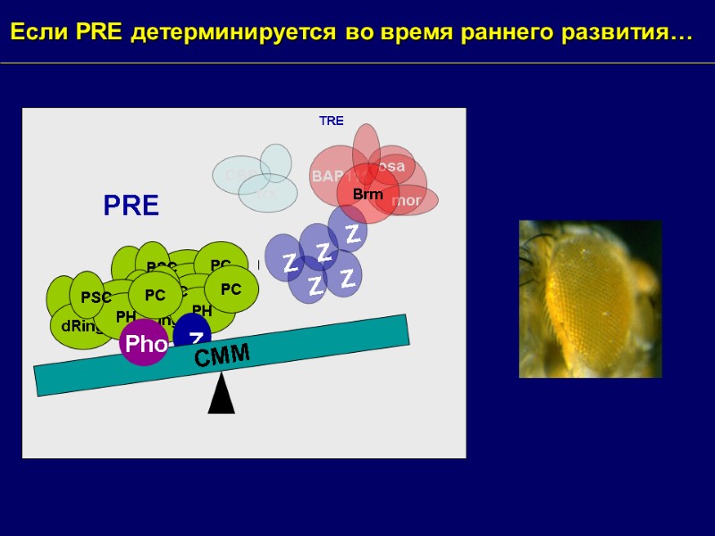 Если PRE детерминируется во время раннего развития… dRing PH PC PSC dRing PH PC